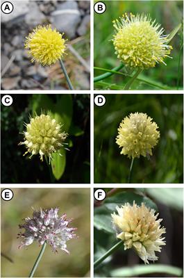 Phylogeny of Chinese <mark class="highlighted">Allium</mark> Species in Section Daghestanica and Adaptive Evolution of <mark class="highlighted">Allium</mark> (Amaryllidaceae, Allioideae) Species Revealed by the Chloroplast Complete Genome